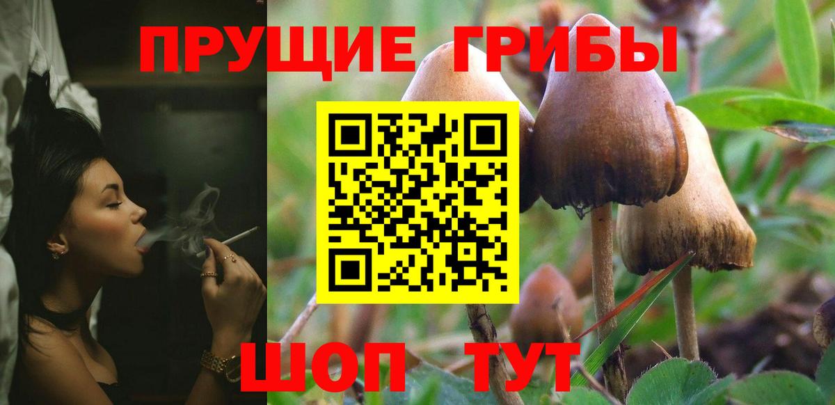Псилоцибиновые грибы GOLDEN TEACHER  Вход с VPN  Липецк  Псилоцибиновые грибы MAGIC MUSHROOMS 